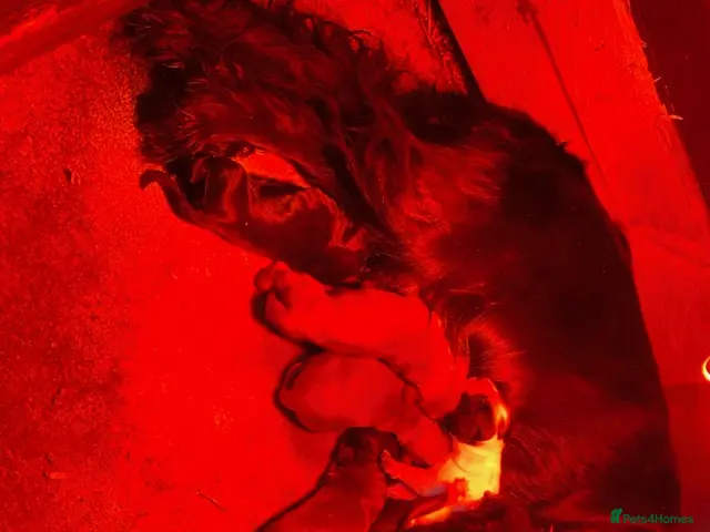 Mixed Breed dogs for sale: Cocker Spaniel Puppies - Advert 4