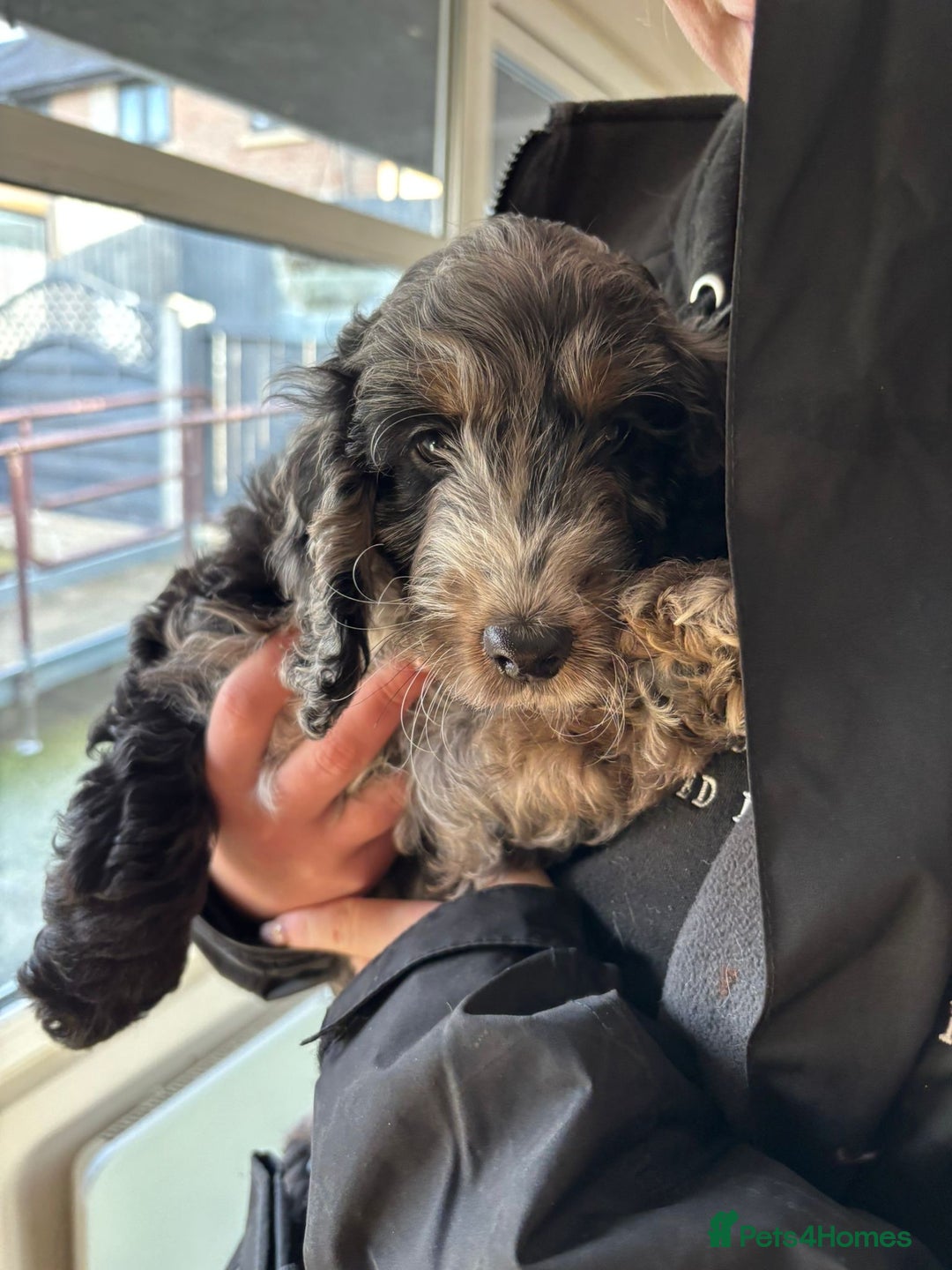 Cockapoo dogs for sale: Advanced Trained Cockerpoo - Advert 2