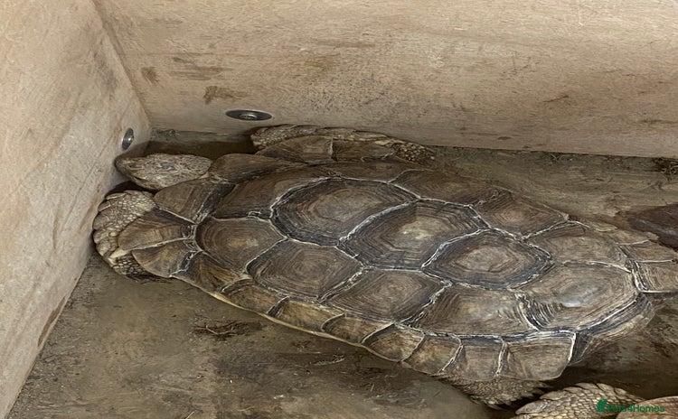 Tortoise reptiles - Advert 1