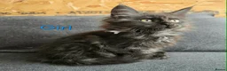 Maine Coon cats for sale: 2 Maine Coon girls. - Advert 14