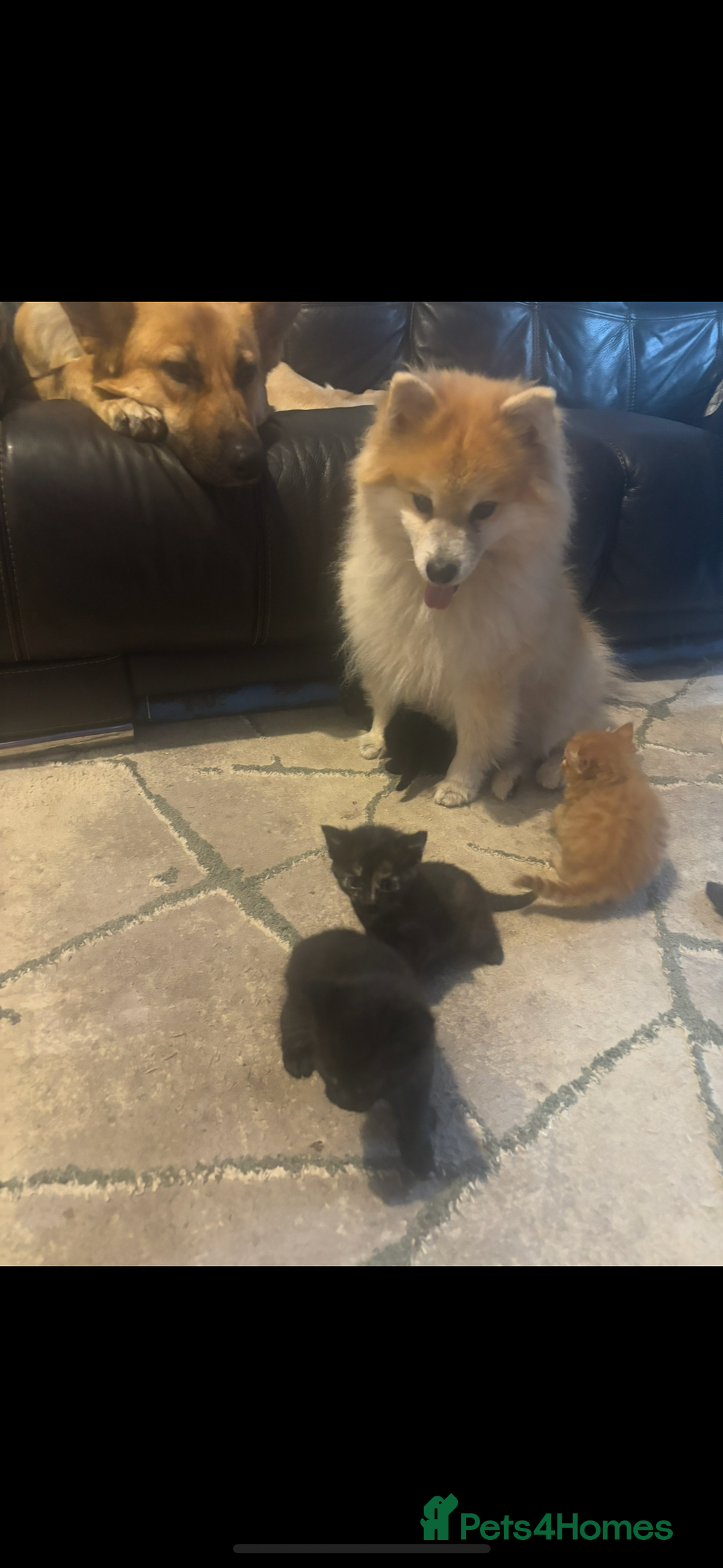 Mixed Breed cats for sale: Kittens ready for loving home  - Image 2