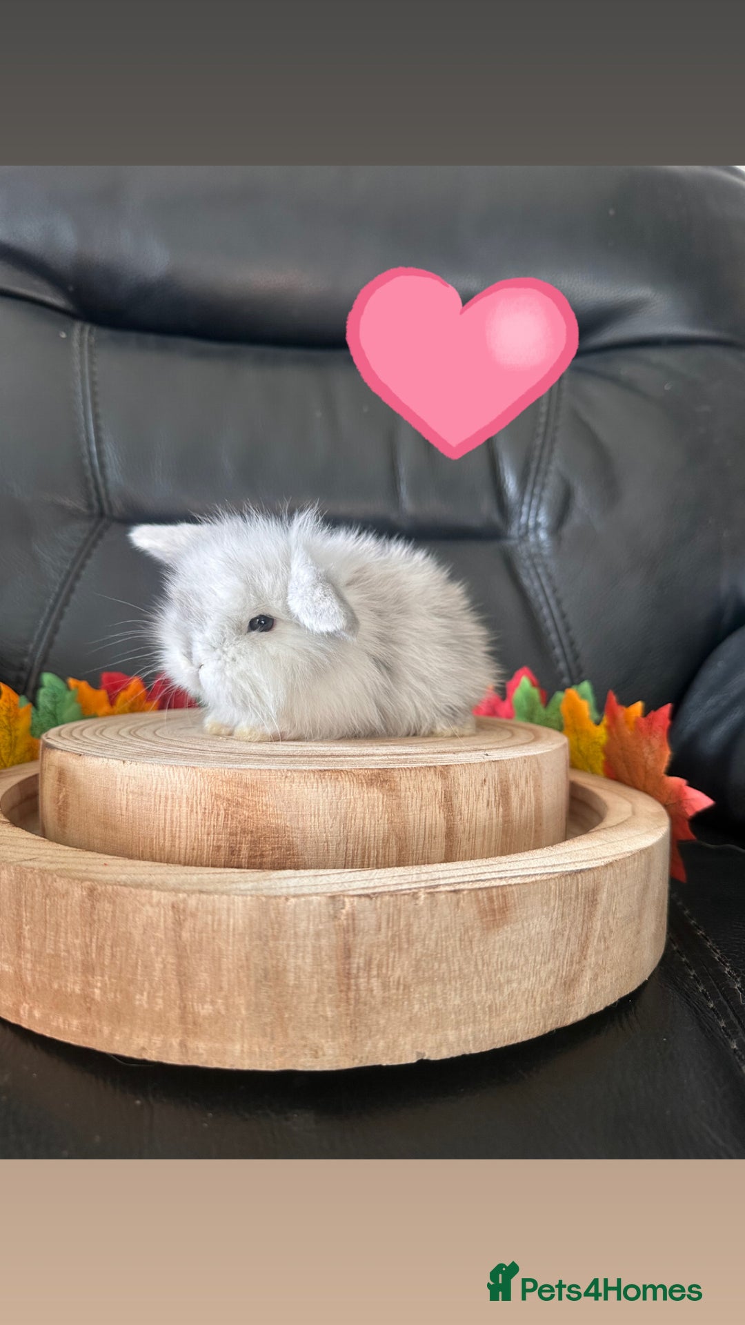 Mini Lop rabbits for sale: Mini lop lion heads  - Advert 5