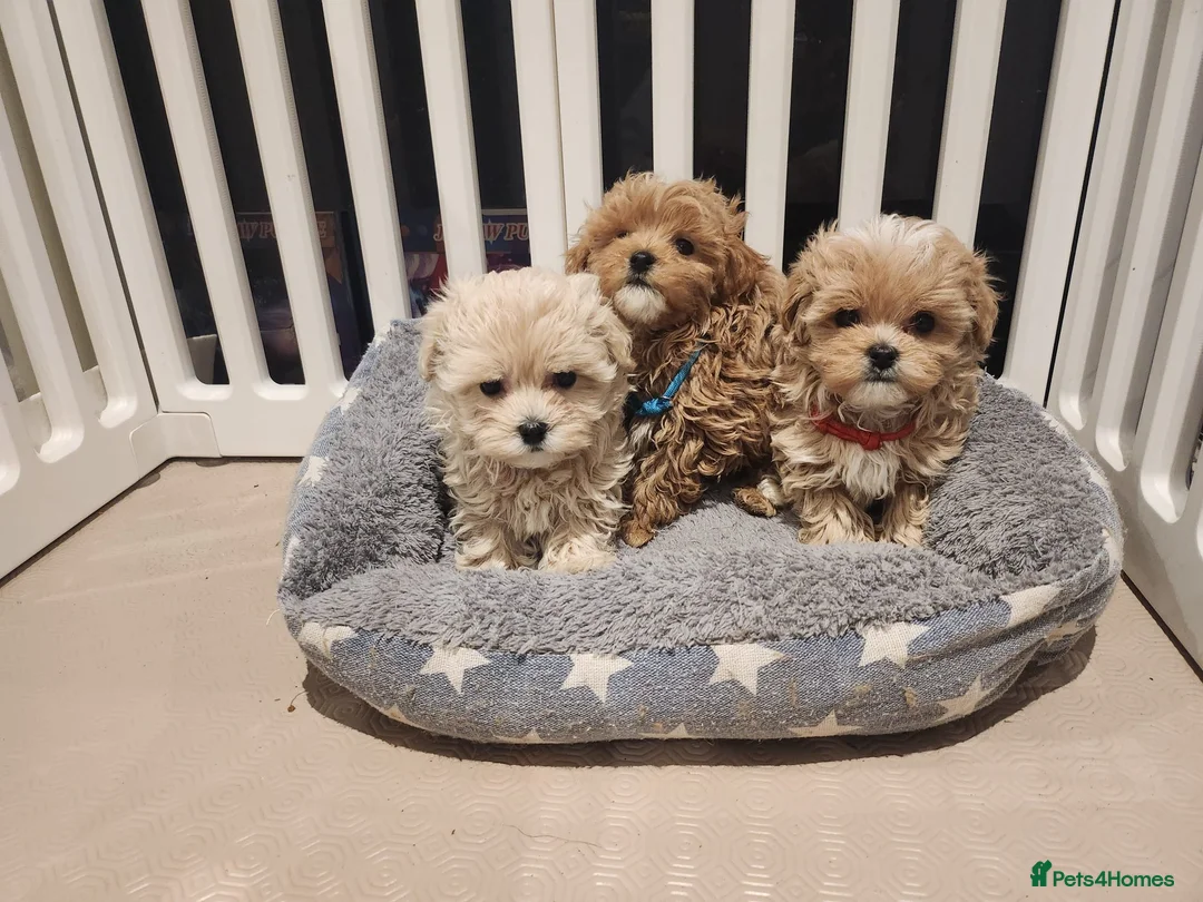 Maltipoo dogs for sale: Maltipoo F1 Toy Size, KC Parents, DNA Tested Clear - Advert 2