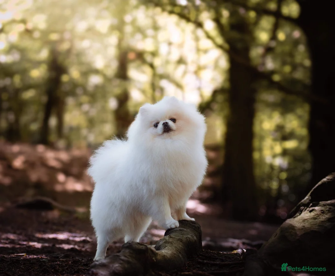 Pomeranian dogs for stud: For stud beautiful pure white Pomeranian in Leeds - Advert 5