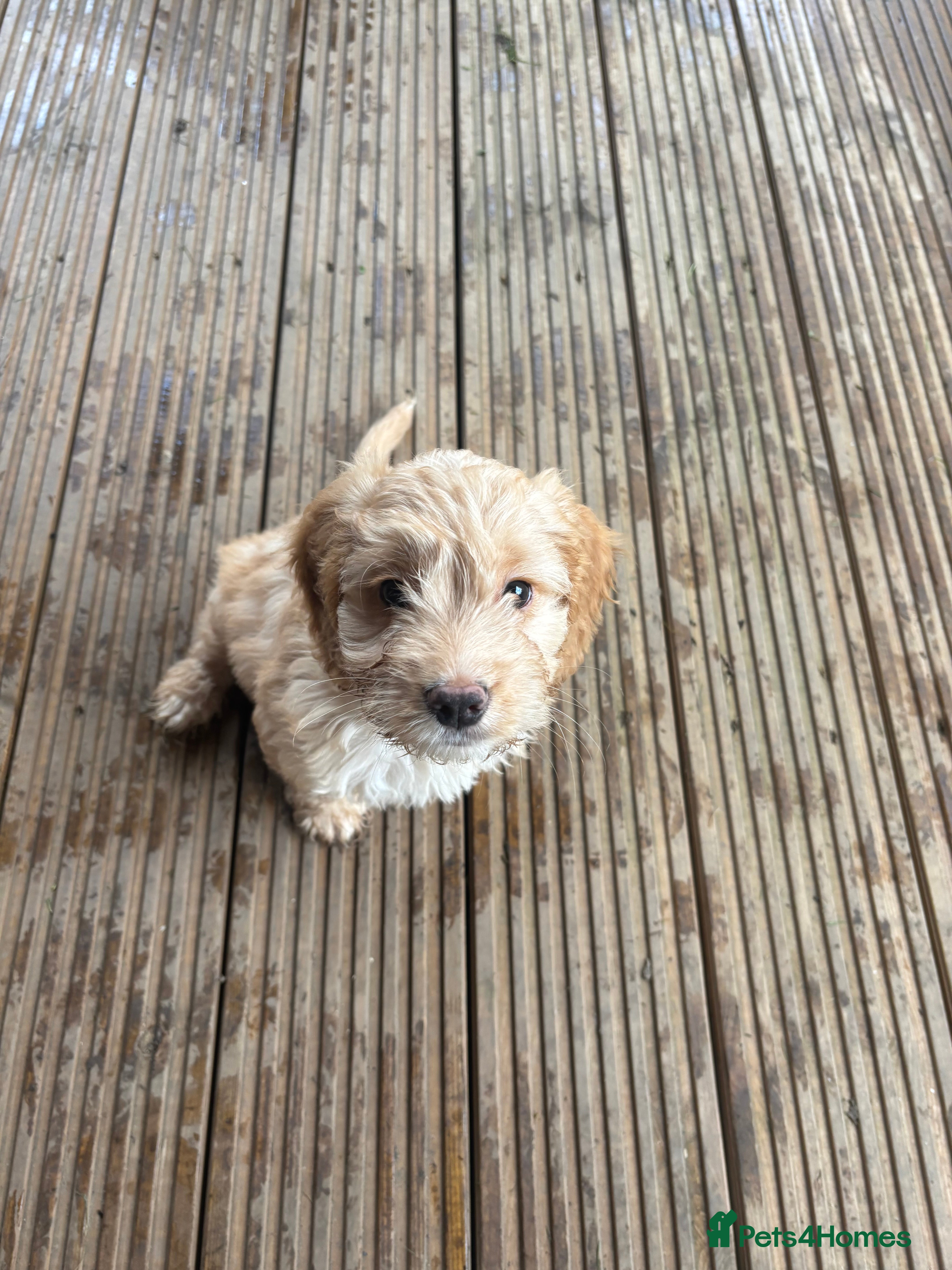 Cockapoo dogs F1 Golden Cockapoo  - Advert 1