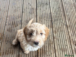 Cockapoo dogs F1 Golden Cockapoo - Advert 1