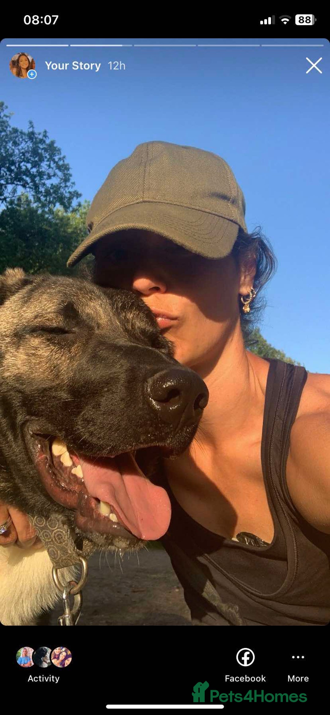 Mixed Breed dogs for adoption: HANK - 3 Years Old, Large Mixed Breed Boy - Advert 11