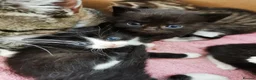 Mixed Breed cats for sale: Lovely Kittens  - Advert 3