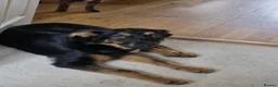 Mixed Breed dogs for adoption: Rachel  - Advert 4