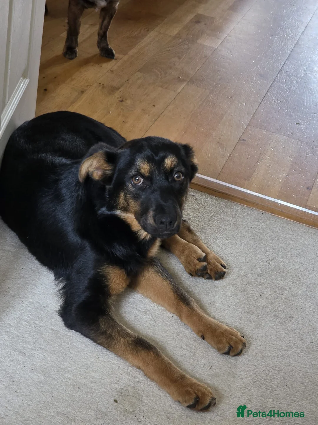 Mixed Breed dogs for adoption: Rachel  - Advert 4