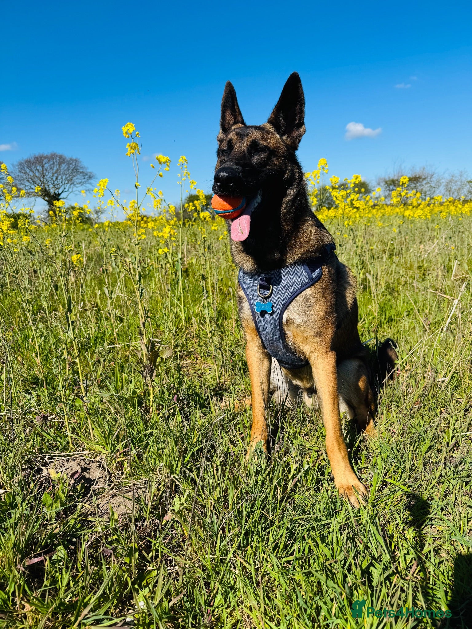 Mixed Breed dogs Handsome loving 1year old Belgium Malinois  - Advert 9