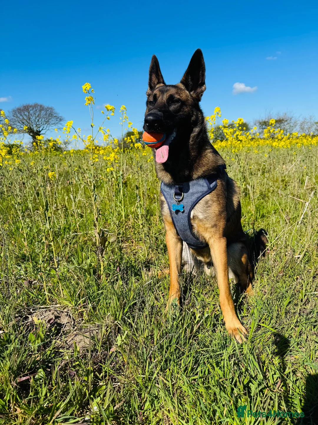 Mixed Breed dogs for sale: Handsome loving 1year old Belgium Malinois  in Lowestoft - Advert 1