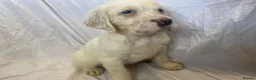 English Setter dogs for sale: English Setter Puppies RKC registered - Advert 7