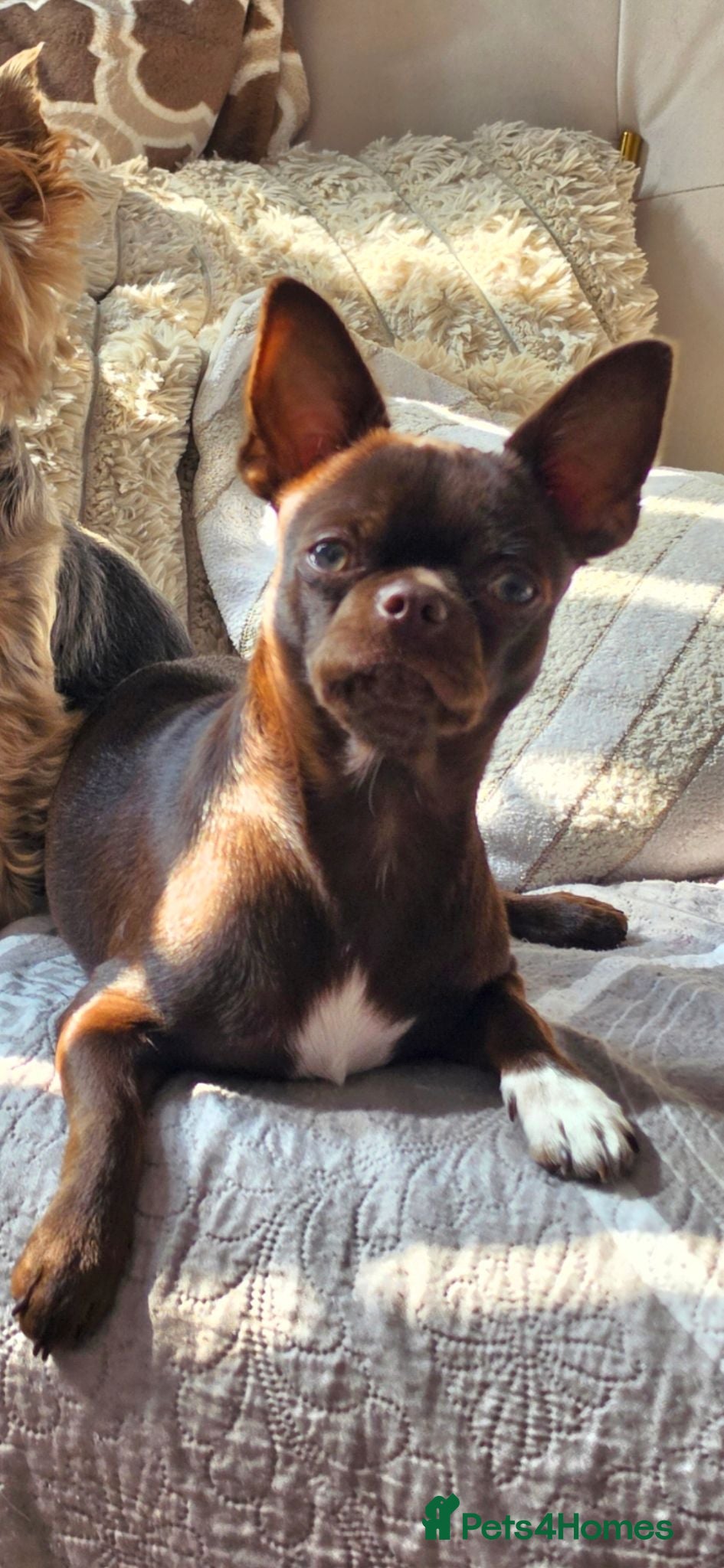Chihuahua dogs Stunning Chocolate Chihuahua stud available  - Advert 2