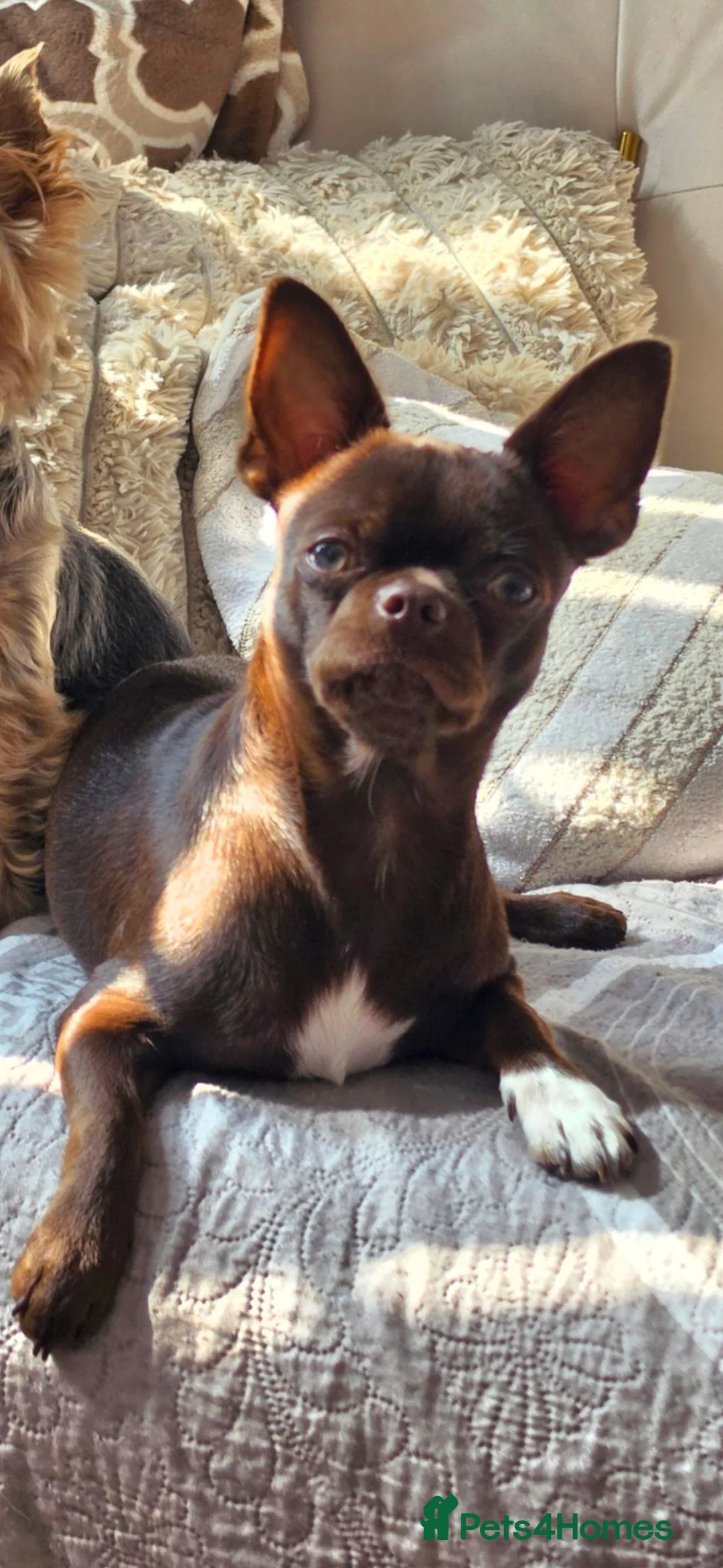Chihuahua dogs for stud: Stunning Chocolate Chihuahua stud available  - Advert 1
