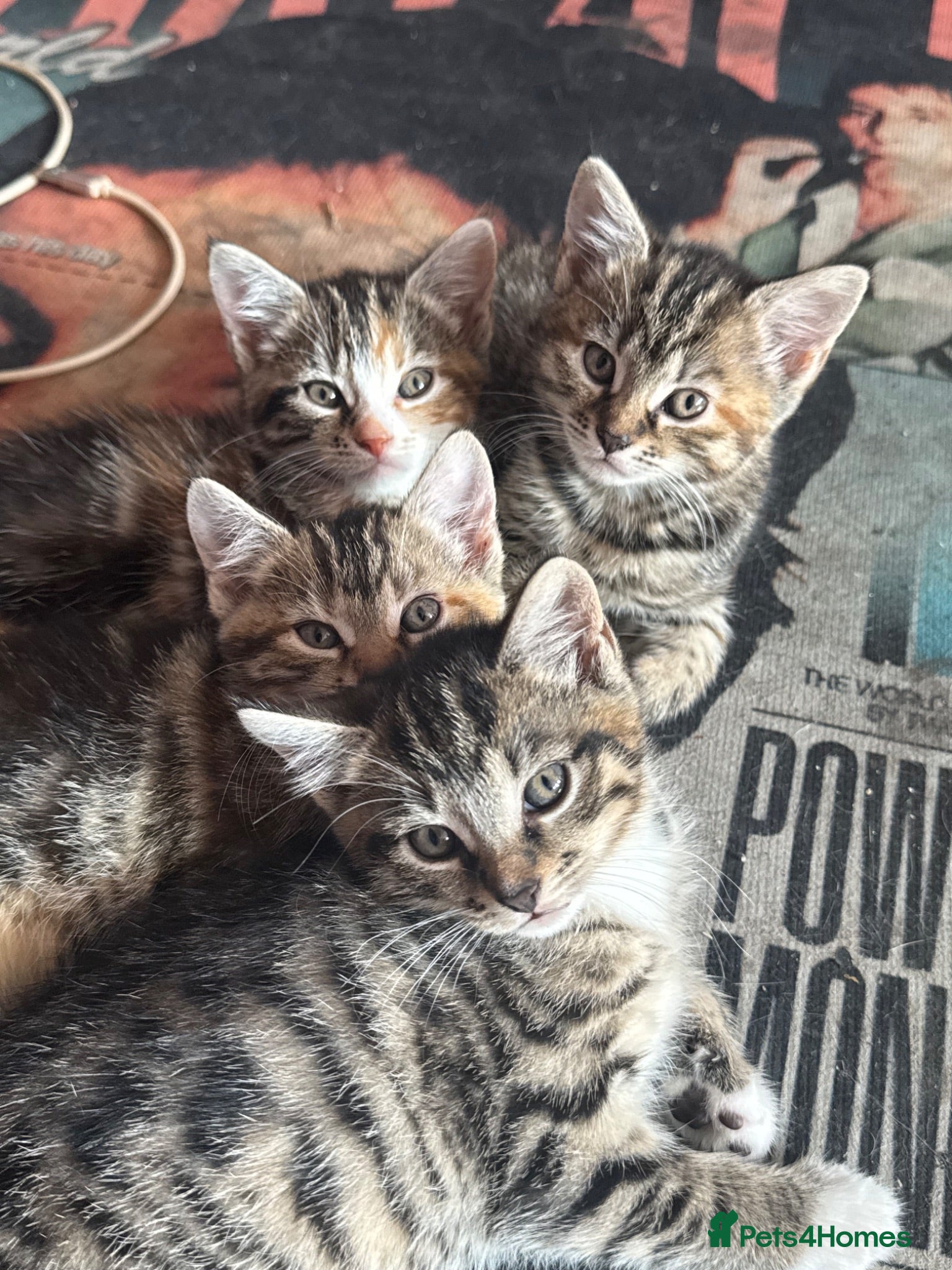 European cats Siberian / European Shorthair Girls! - Advert 7
