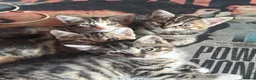 European cats for sale: Siberian / European Shorthair Girls! - Advert 1