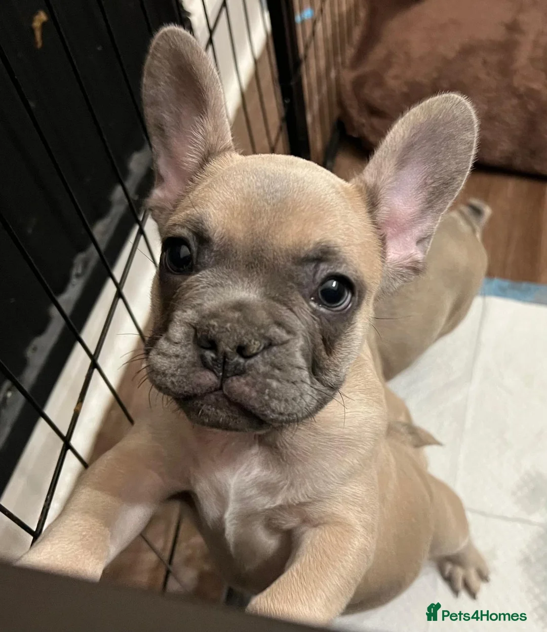 French Bulldog dogs for sale: French Bulldog Puppies for sale - Advert 3