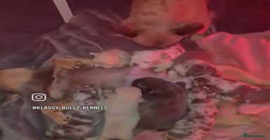 French Bulldog dogs ✨ Enchanted Frenchie Puppies Ready Now! ✨ - Advert 1