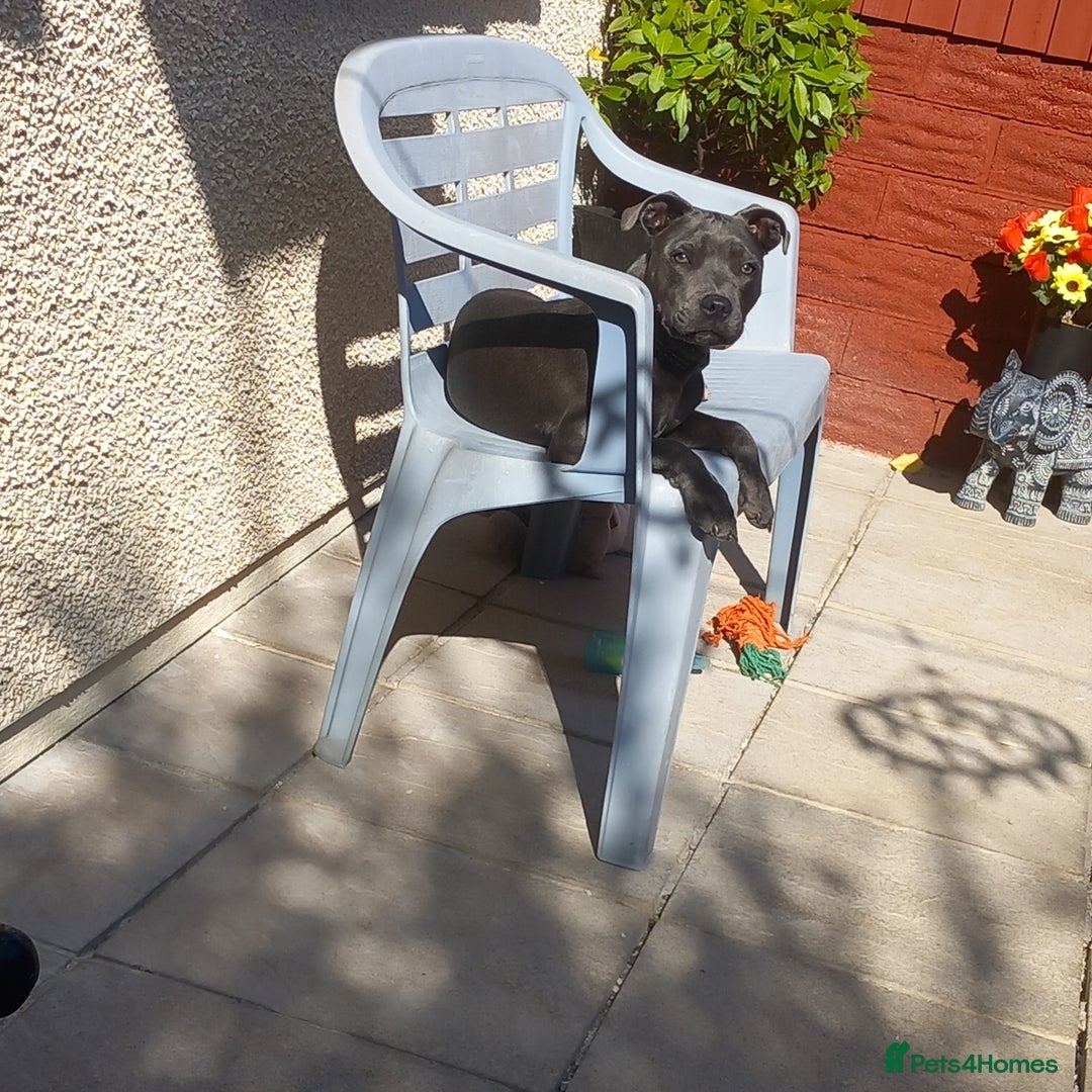 Staffordshire Bull Terrier dogs for sale: 6 month old kc registered Staffordshire bull  - Image 2