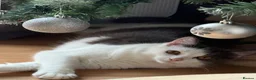 British Longhair cats for sale: 1 year old Grey and white boy  in Calne - Advert 6