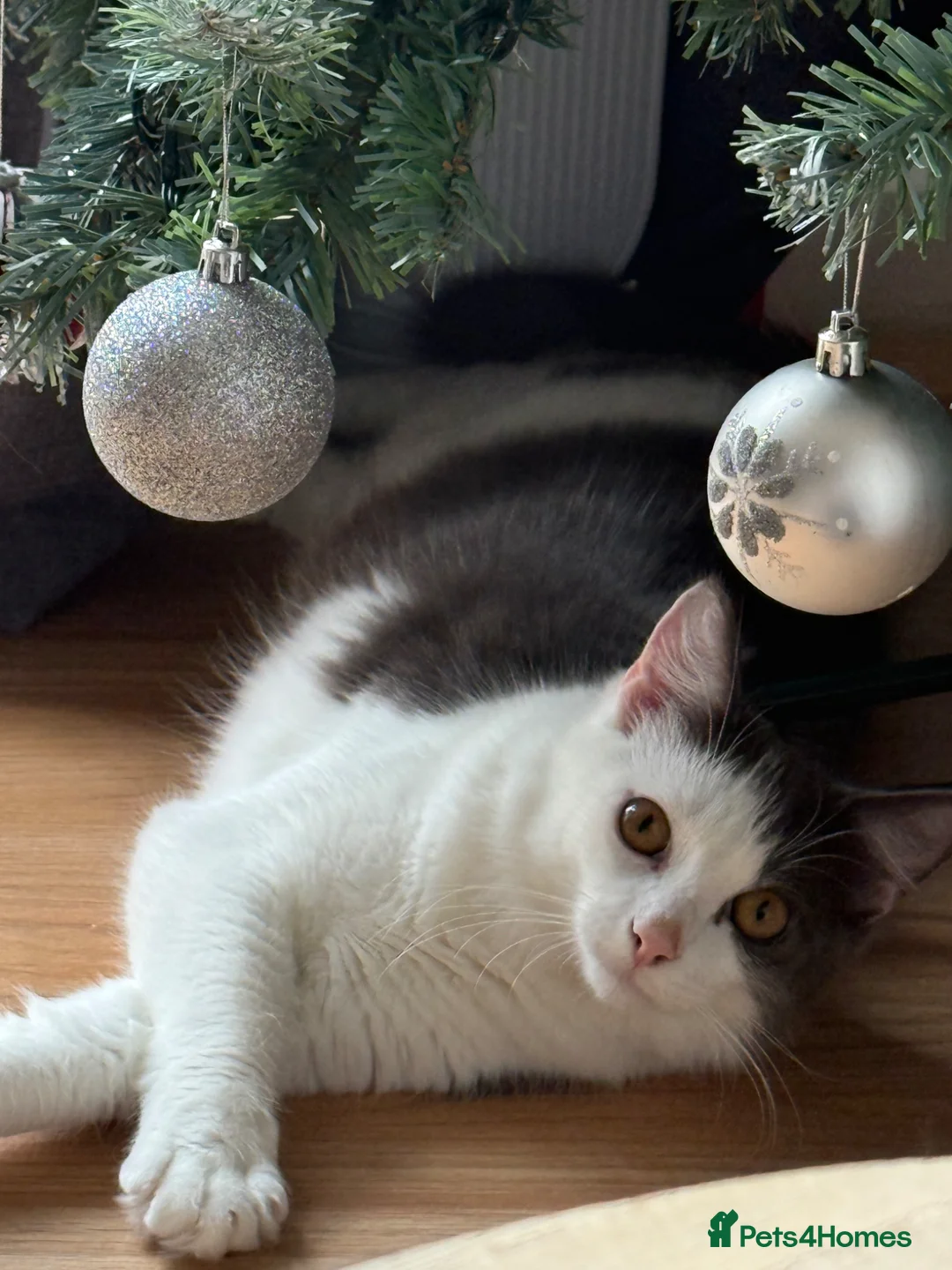 British Longhair cats for sale: 1 year old Grey and white boy  in Calne - Advert 6