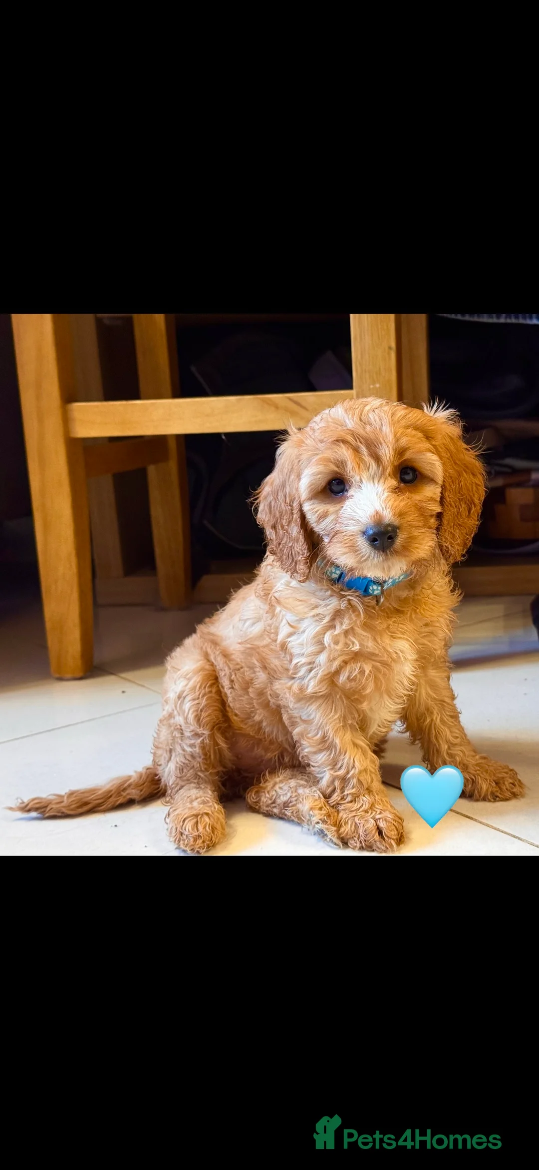 Cavapoo dogs for sale: Cavapoo Puppies (F1) -Perfect Family Companions - Advert 8