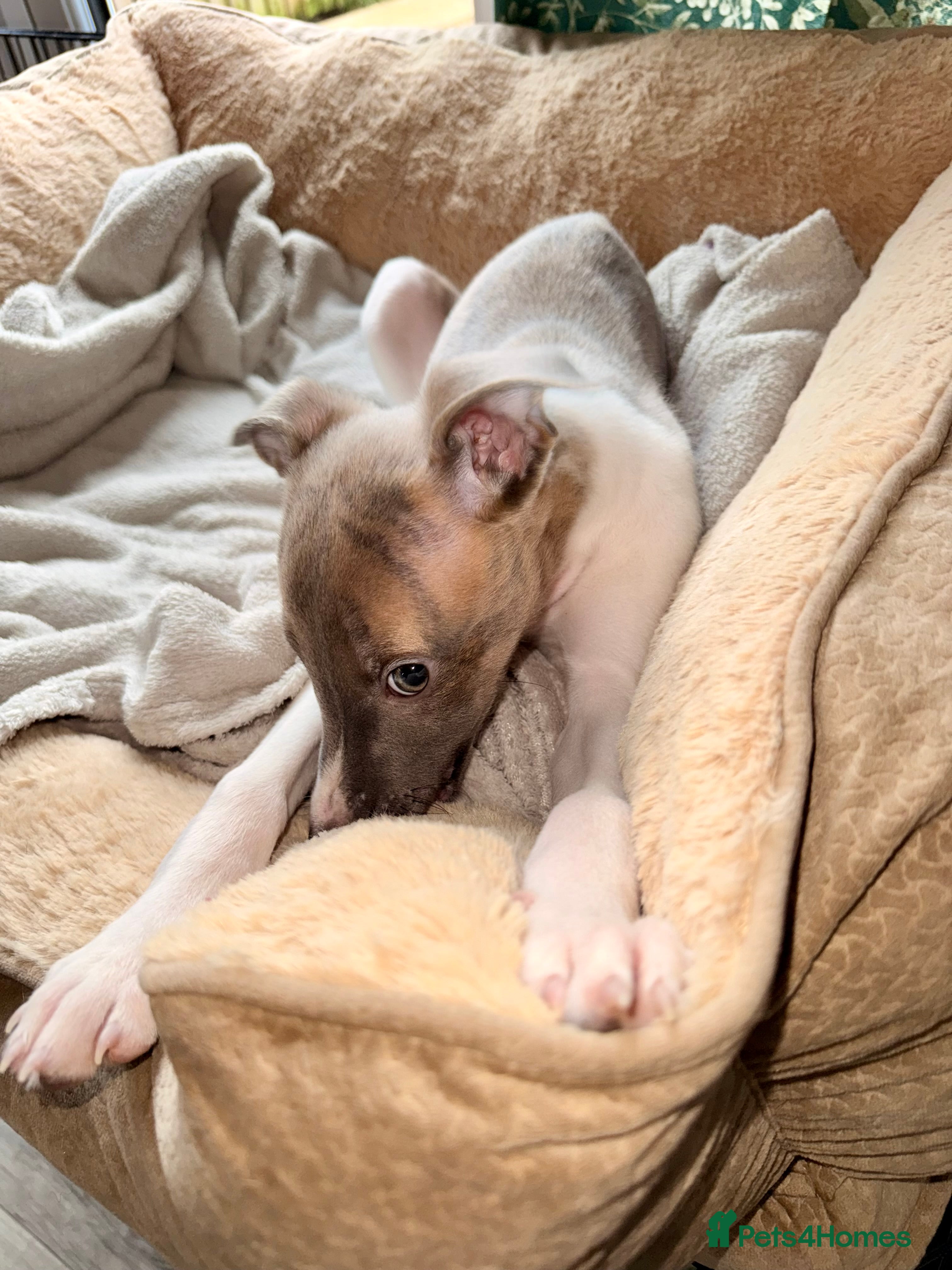 Whippet dogs ✨ONE BOY Available 31st! KC Whippet Puppies ✨ - Advert 13