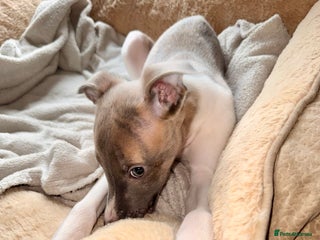 Whippet dogs ✨ONE BOY Available 31st! KC Whippet Puppies ✨ - Advert 13