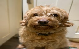 Double Doodle dogs for sale: Beautiful rare litter of Double Doodles - Image 20