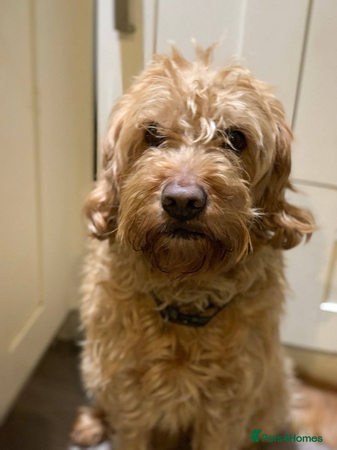 Double Doodle dogs for sale: Beautiful rare litter of Double Doodles - Image 20