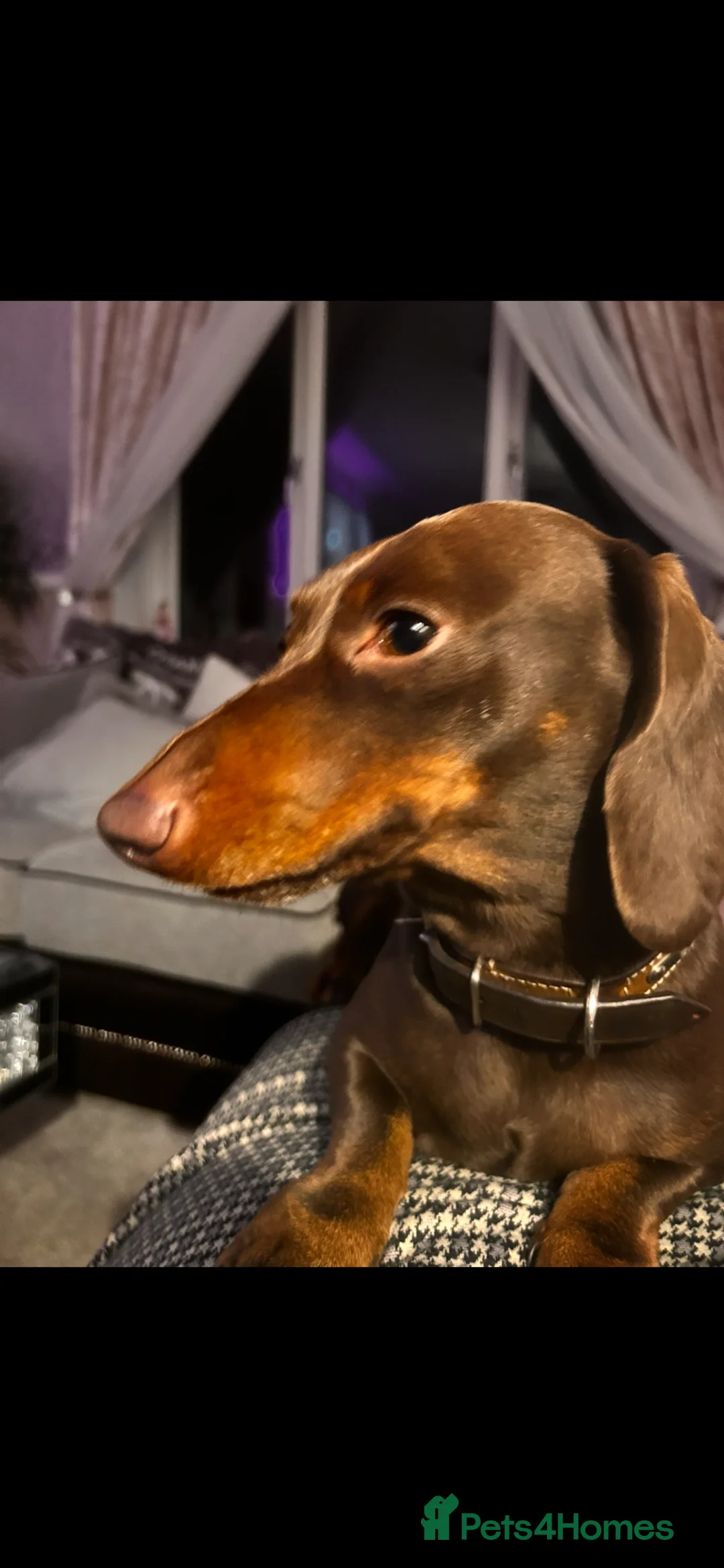 Miniature Dachshund dogs for stud: Chocolate/isabella miniature dachshund  in Darlington - Advert 11