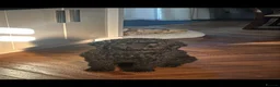 Cockapoo dogs for sale: Beautiful Black Cockapoo Boy –  - Advert 9