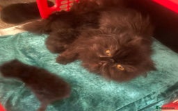 Persian cats for sale: Gorgeous Persians gccf registered pkd neg   - Image 28