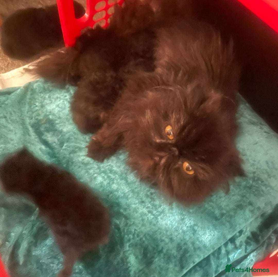 Persian cats for sale: Gorgeous Persians gccf registered pkd neg   - Image 28