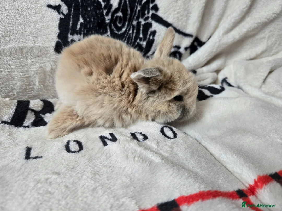 Mini Lop rabbits for sale: Stunning mini lop bunnies - Advert 1