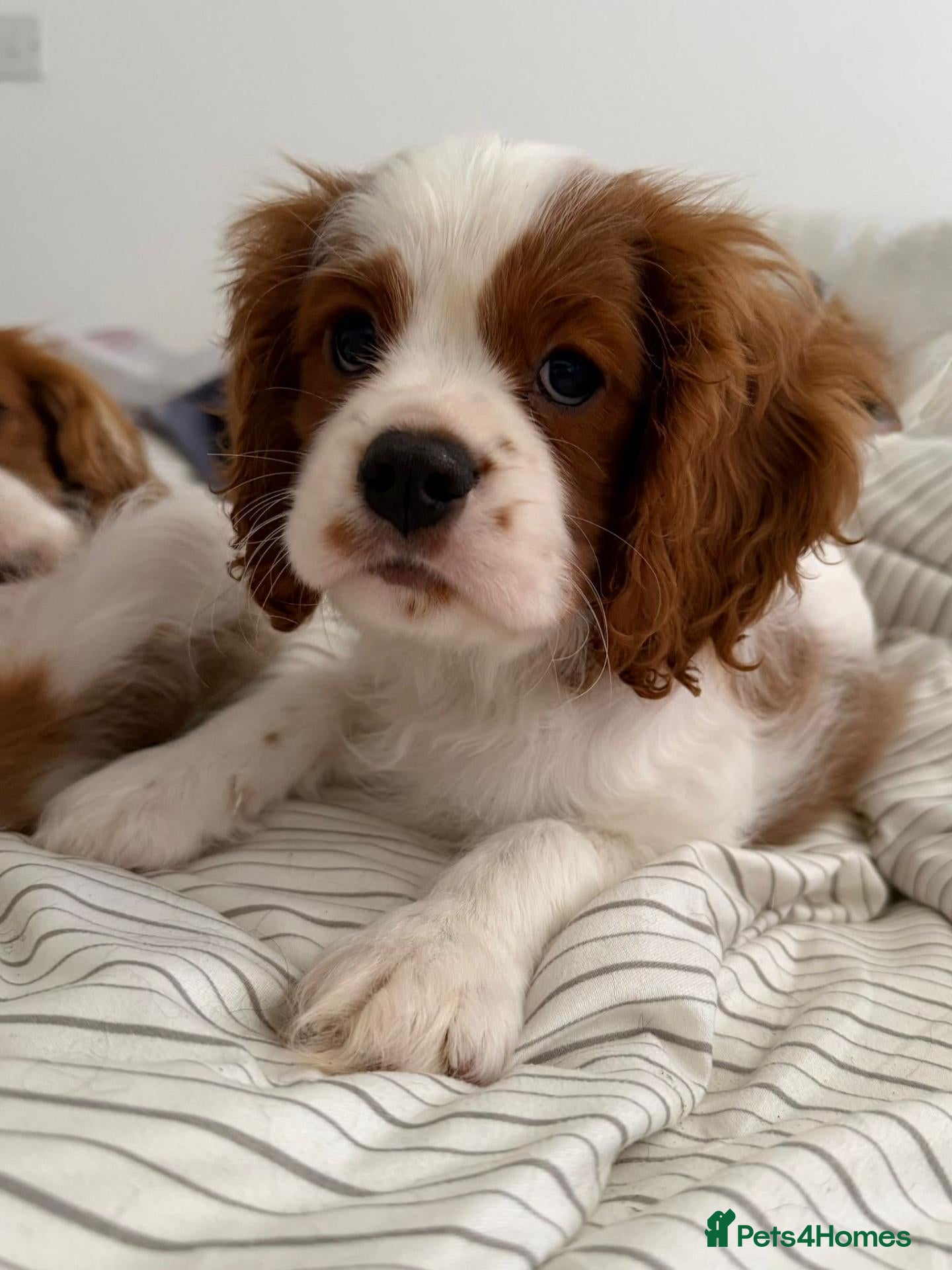 Cavalier King Charles Spaniel dogs Cavalier Puppies - Advert 5