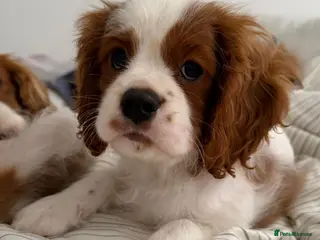 Cavalier King Charles Spaniel dogs Cavalier Puppies - Advert 10