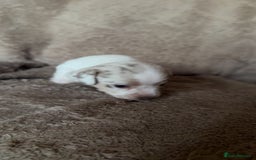 Chiweenie dogs for sale: 2 Male Puppies - Advert 7