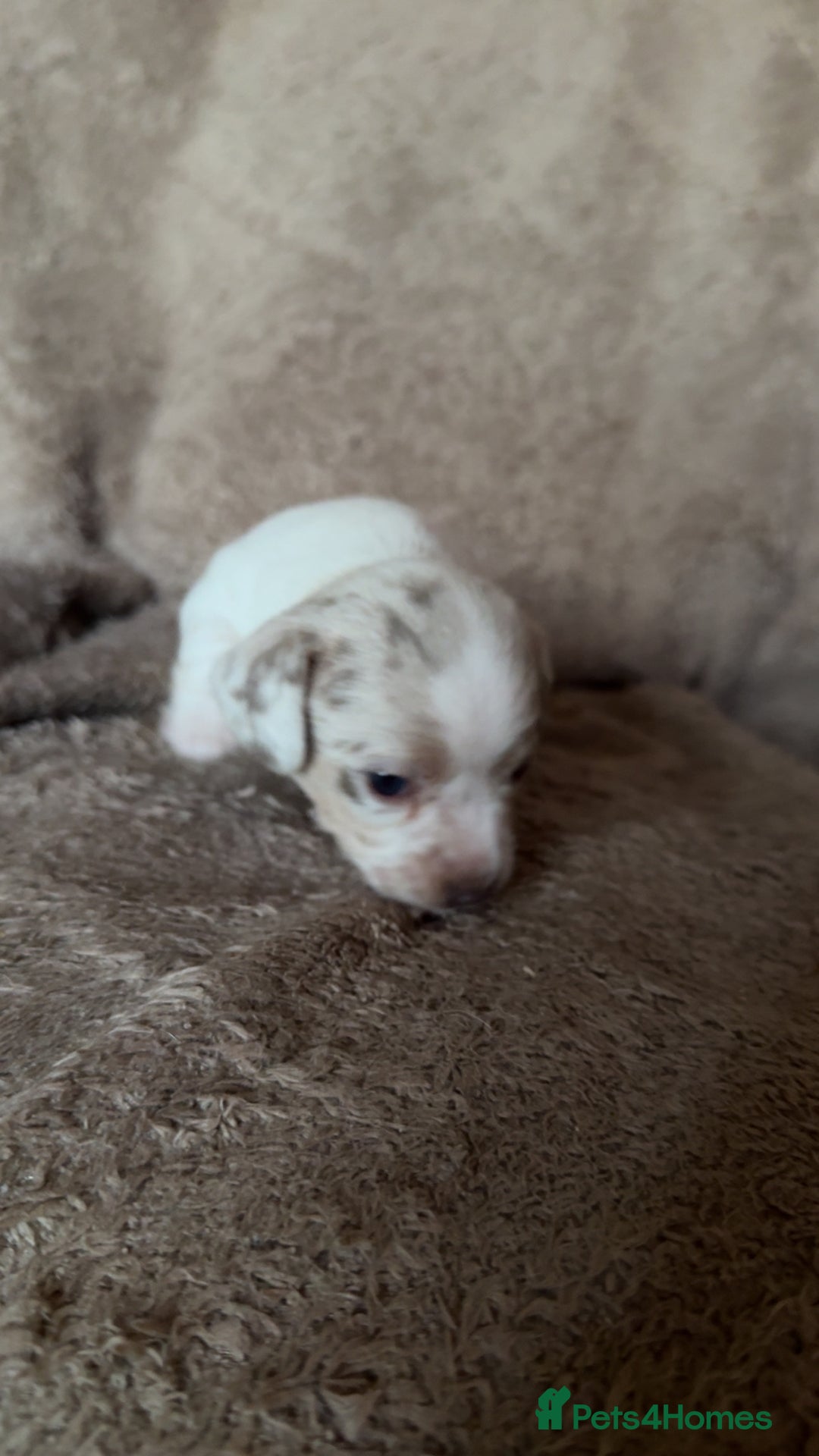 Chiweenie dogs for sale: 2 Male Puppies - Advert 7