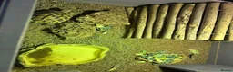 Hermann Tortoise reptiles for sale: Hermann’s Tortoise in Aylesford - Advert 5