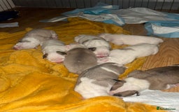 Mixed Breed dogs for sale: American bulldog cross pups - Image 5