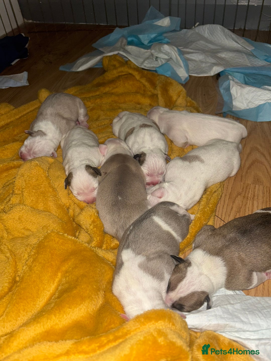 Mixed Breed dogs for sale: American bulldog cross pups - Image 5