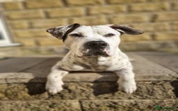 Mixed Breed dogs for sale: Snoopy staffy X Dalmatian  - Image 2
