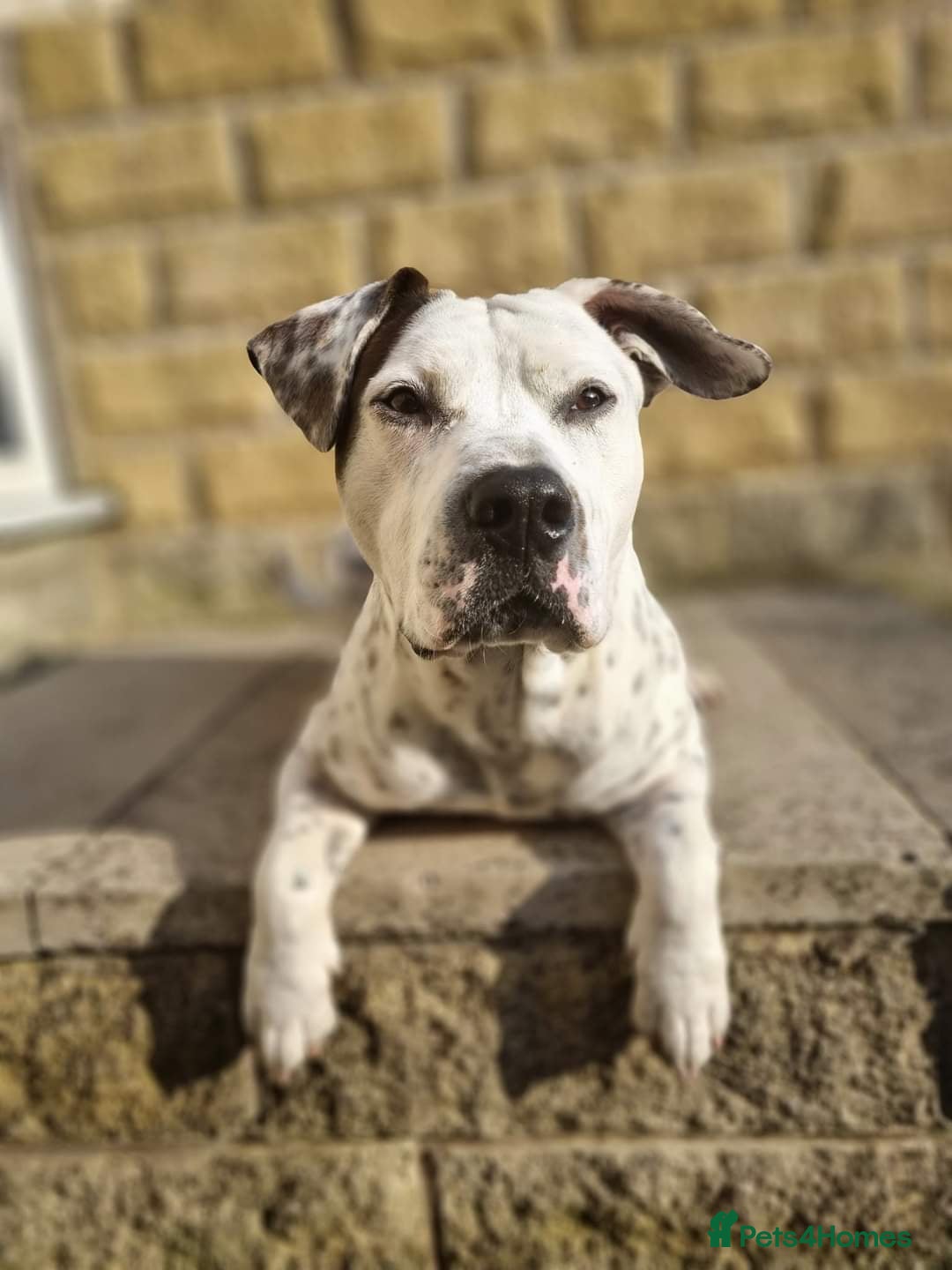 Mixed Breed dogs for sale: Snoopy staffy X Dalmatian  - Image 2