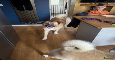 Mixed Breed dogs Beautiful Caucasian shepherd x Akita dog - Advert 1