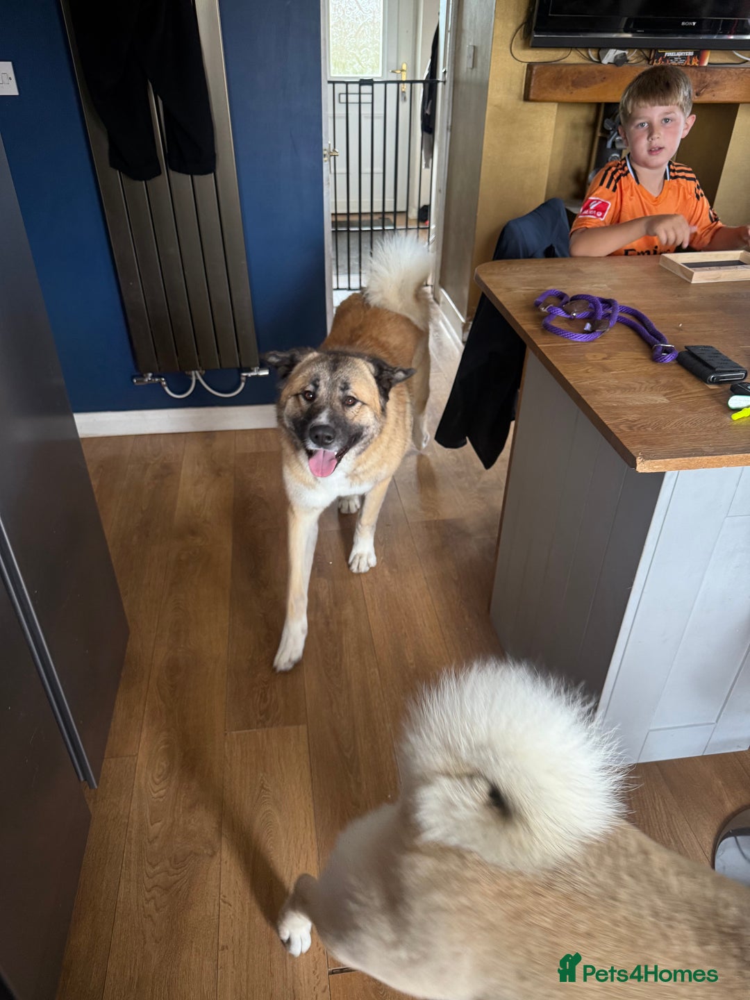 Mixed Breed dogs for sale: Beautiful Caucasian shepherd x Akita dog - Advert 2