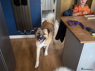 Mixed Breed dogs Beautiful Caucasian shepherd x Akita dog - Advert 16