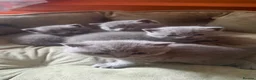 British Shorthair cats for sale:     British Shorthair  in Peterhead - Advert 6
