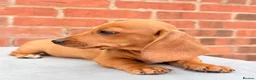 Miniature Dachshund dogs for sale: miniature dachshunds  - Advert 11